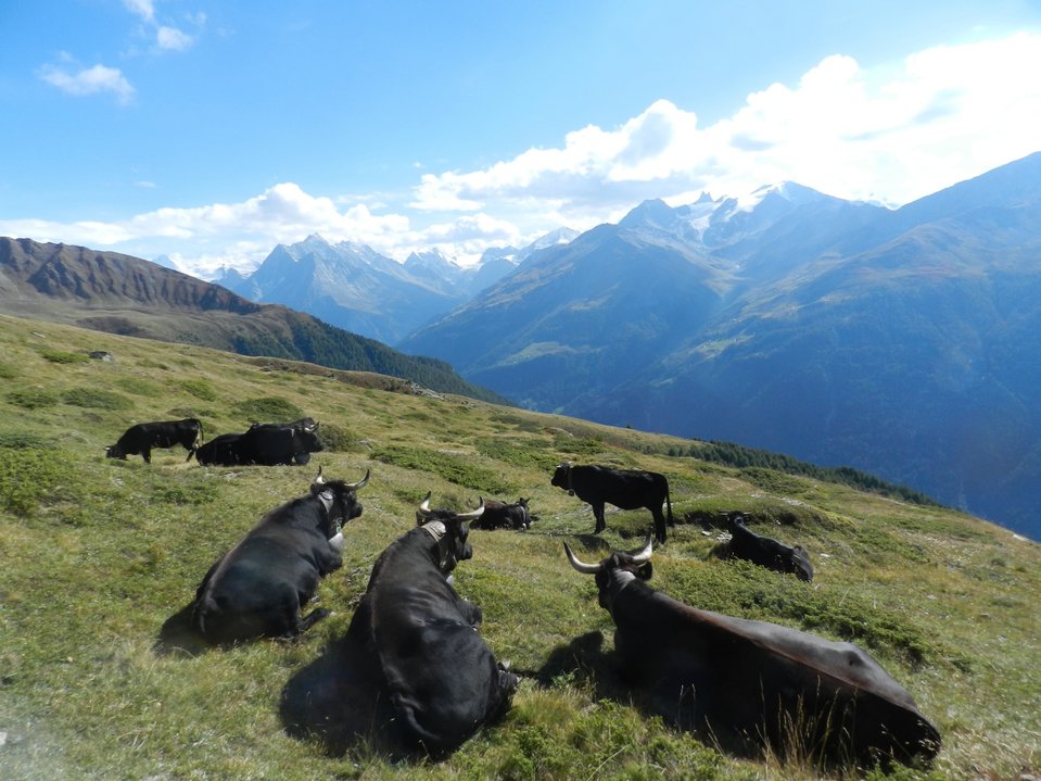 troupeau-mayens-d-Eison Varen